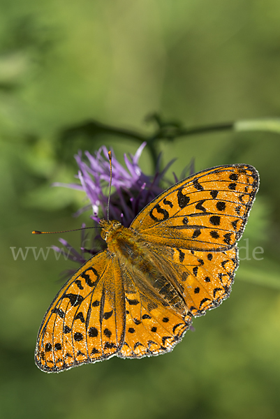 Märzveilchen-Perlmutterfalter (Argynnis adippe)