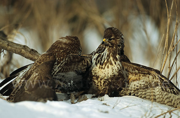 Mäusebussard (Buteo buteo)