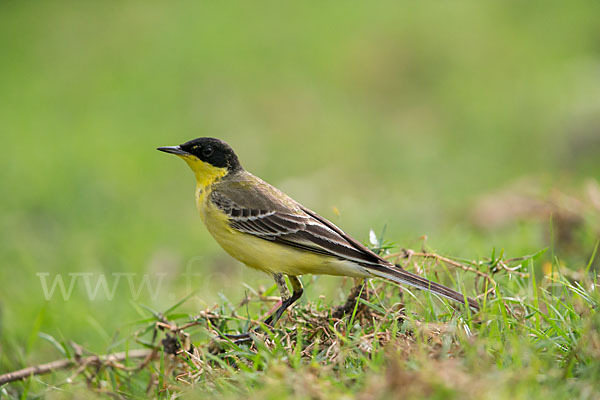 Maskenstelze (Motacilla flava feldegg)