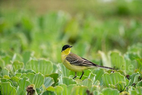 Maskenstelze (Motacilla flava feldegg)