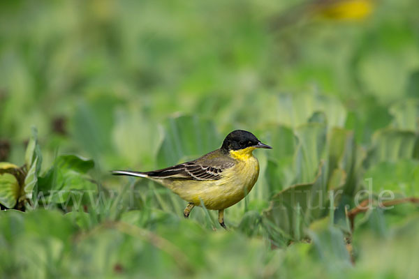 Maskenstelze (Motacilla flava feldegg)