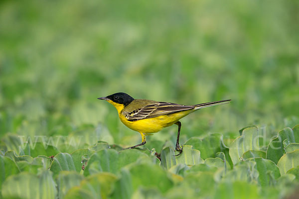 Maskenstelze (Motacilla flava feldegg)