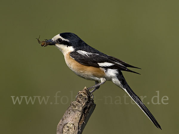 Maskenwürger (Lanius nubicus)