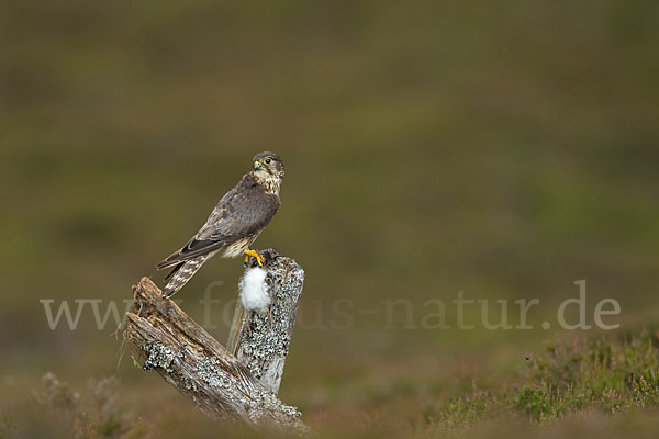 Merlin (Falco columbarius)