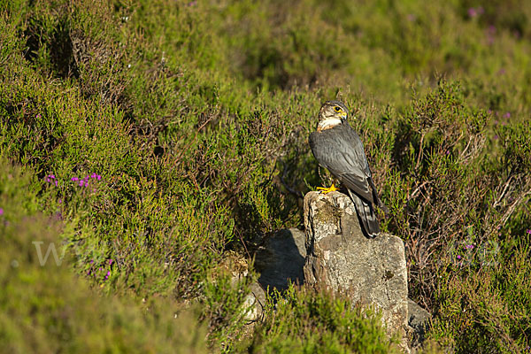 Merlin (Falco columbarius)