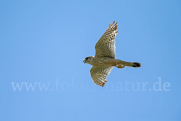 Merlin (Falco columbarius)