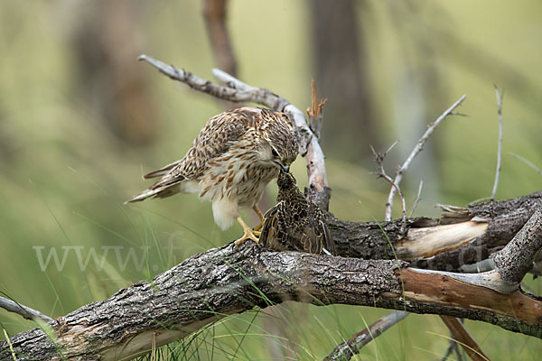 Merlin (Falco columbarius)