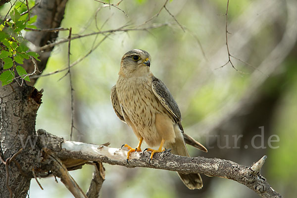 Merlin (Falco columbarius)