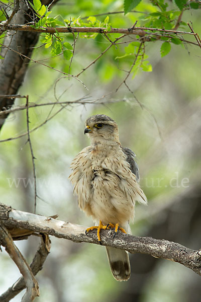 Merlin (Falco columbarius)