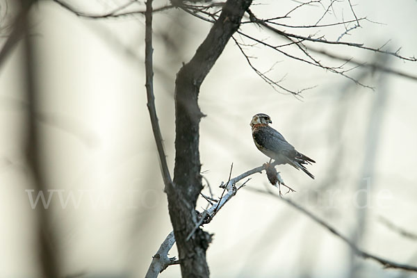 Merlin (Falco columbarius)