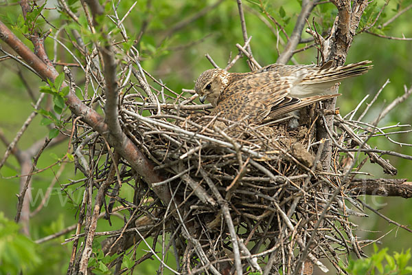 Merlin (Falco columbarius)