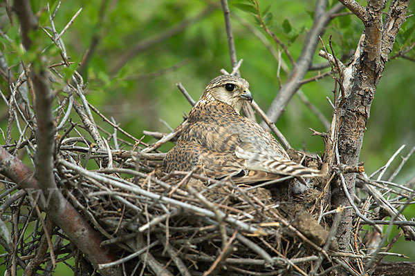 Merlin (Falco columbarius)