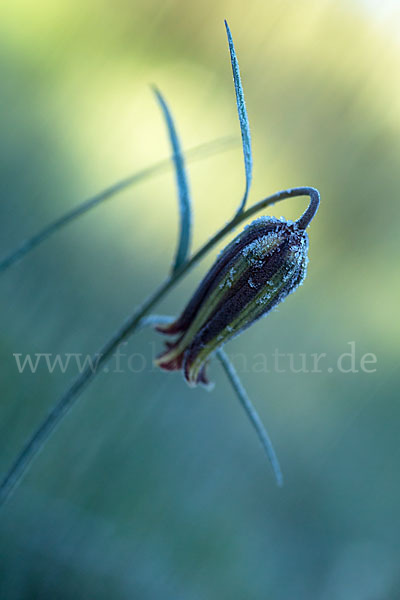 Messina-Schachblume (Fritillaria messanensis)