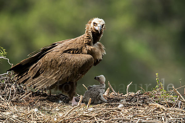 Mönchsgeier (Aegypius monachus)