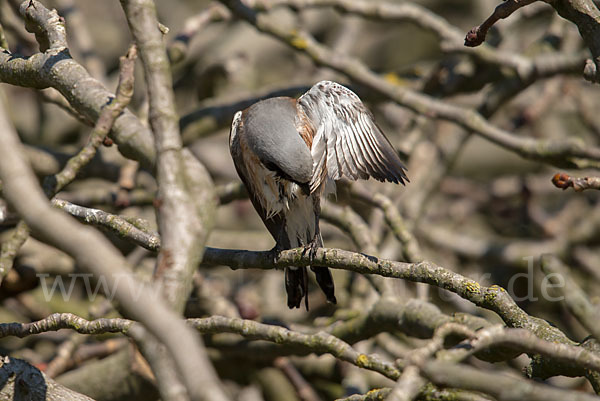 Neuntöter (Lanius collurio)