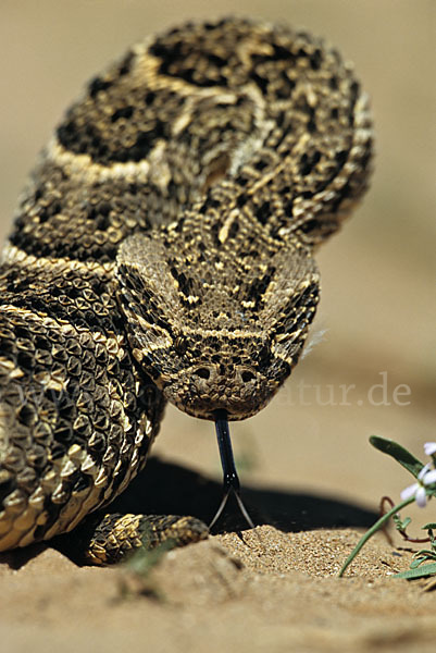 Puffotter (Bitis arietans)