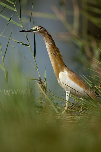 Rallenreiher (Ardeola ralloides)