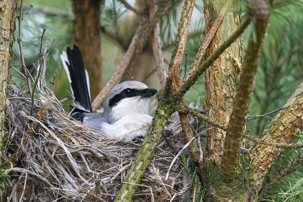 Raubwürger (Lanius excubitor)