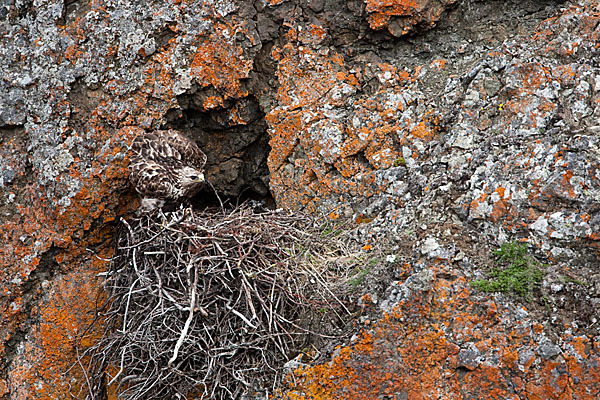 Rauhfußbussard (Buteo lagopus)