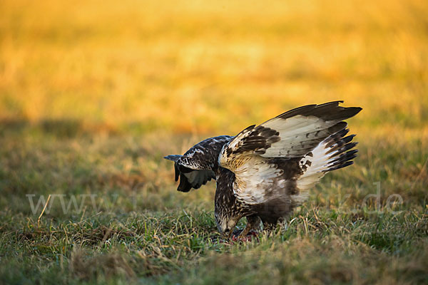 Rauhfußbussard (Buteo lagopus)