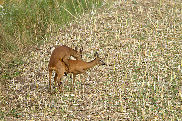 Rehwild (Capreolus capreolus)