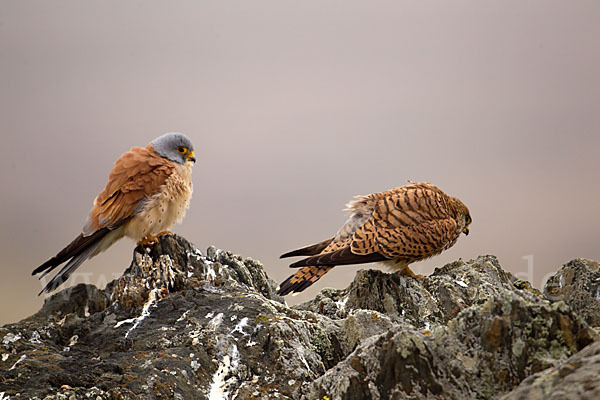 Rötelfalke (Falco naumanni)