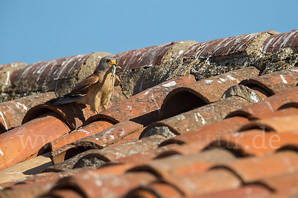 Rötelfalke (Falco naumanni)