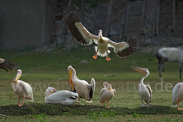 Rötelpelikan (Pelecanus rufescens)