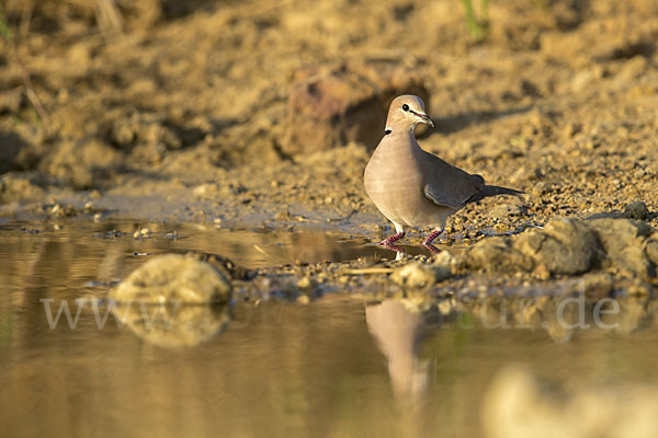 Röteltaube (Streptopelia vinacea)