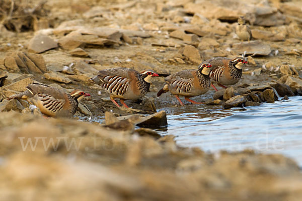 Rothuhn (Alectoris rufa)