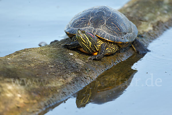 Rotwangen-Schmuckschildkröte (Trachemys scripta elegans)