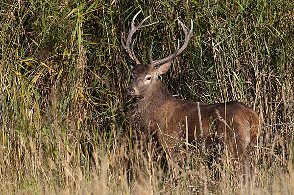 Rotwild (Cervus elaphus)