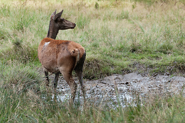 Rotwild (Cervus elaphus)