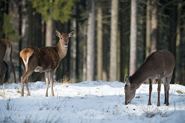 Rotwild (Cervus elaphus)