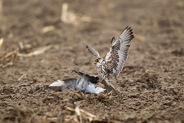 Sakerfalke (Falco cherrug)