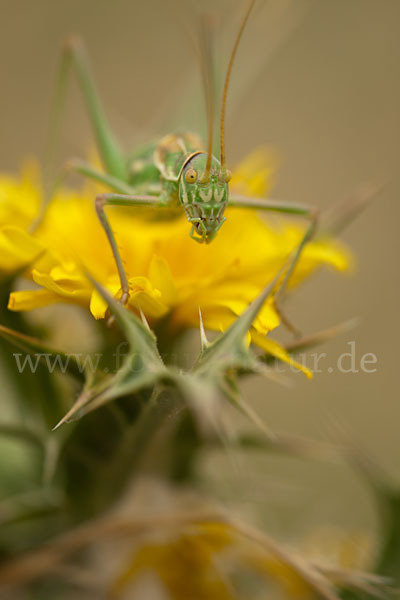 Sattelschrecke spec. (Steropleurus brunneri)