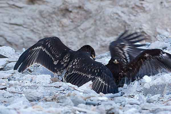 Schelladler (Aquila clanga)