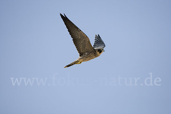 Schieferfalke (Falco concolor)