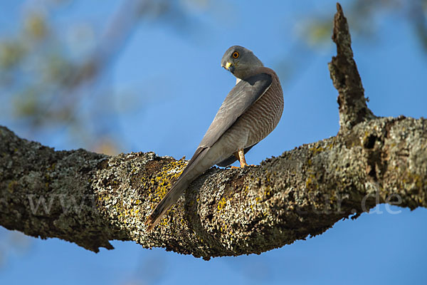 Schikrasperber (Accipiter badius)