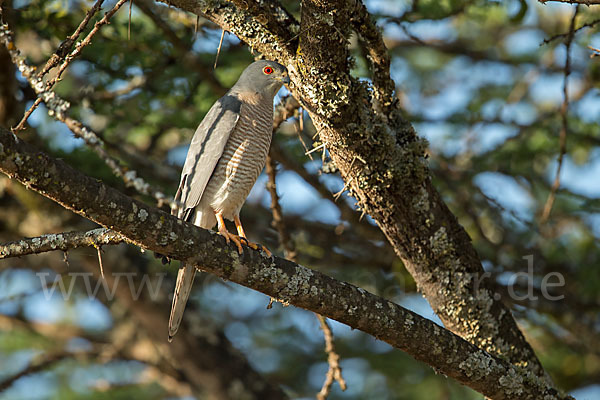 Schikrasperber (Accipiter badius)