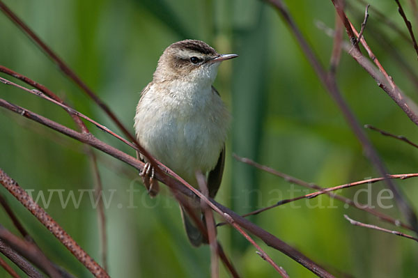 Schilfrohrsänger (Acrocephalus schoenobaenus)