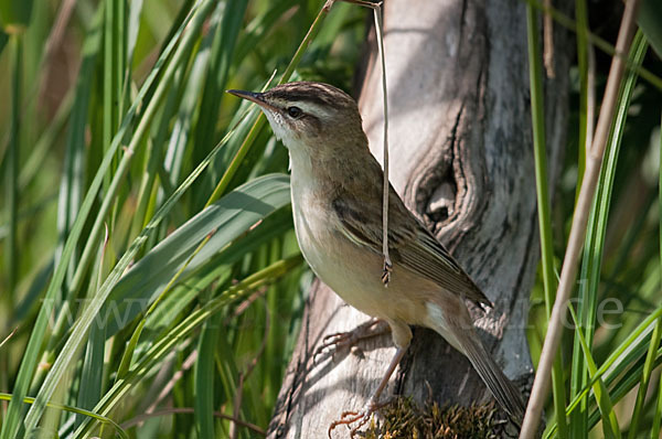 Schilfrohrsänger (Acrocephalus schoenobaenus)