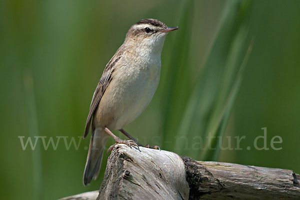 Schilfrohrsänger (Acrocephalus schoenobaenus)