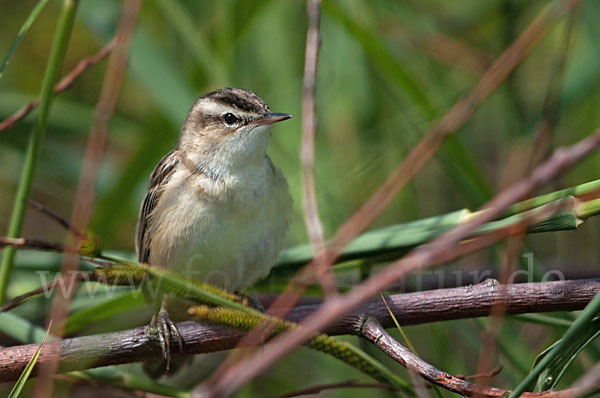 Schilfrohrsänger (Acrocephalus schoenobaenus)