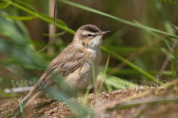 Schilfrohrsänger (Acrocephalus schoenobaenus)