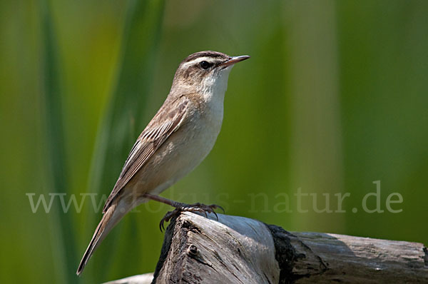 Schilfrohrsänger (Acrocephalus schoenobaenus)