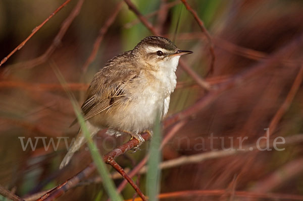 Schilfrohrsänger (Acrocephalus schoenobaenus)