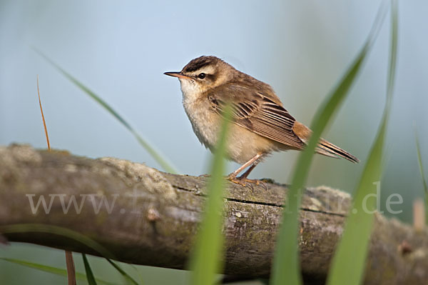 Schilfrohrsänger (Acrocephalus schoenobaenus)