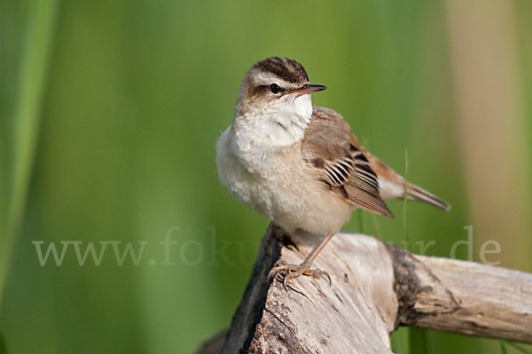 Schilfrohrsänger (Acrocephalus schoenobaenus)