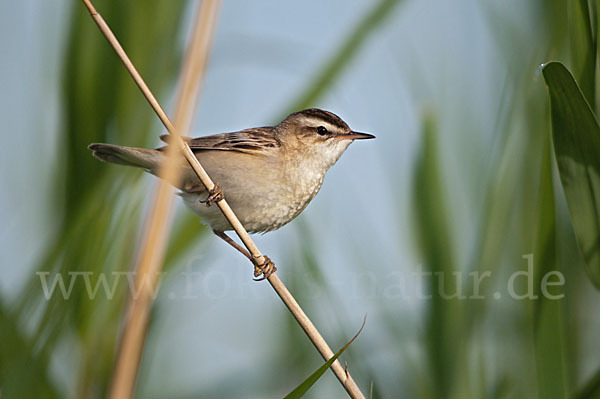 Schilfrohrsänger (Acrocephalus schoenobaenus)